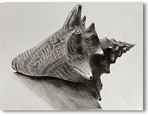 Muschel Bleistift auf Papier, 30x20cm