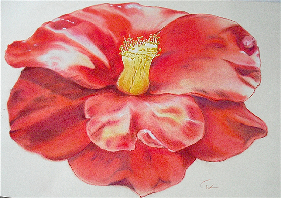 Hibiskus, Pastell, 50x70 cm